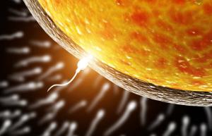 Ovum izbere spermo za oploditev, in ne obratno: znanstvenike