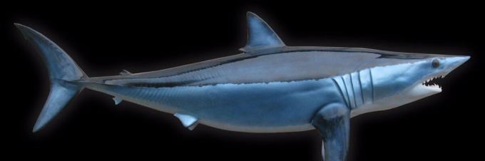 Shark - morski pes