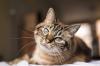 15 dejstev o mačkah, ki omogočajo še bolj ljubezen