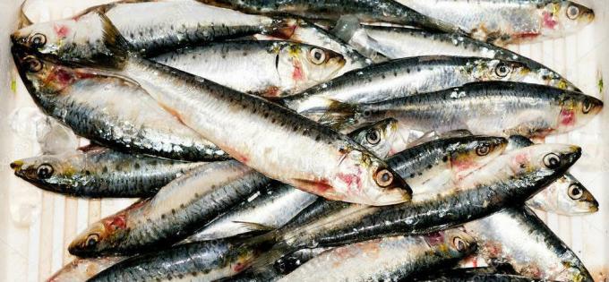 Sardine - sardine