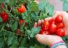 6 presenetljivih koristi paradižnika za zdravje