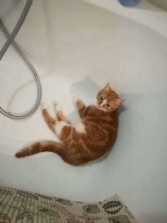 Izjave o "strokovnjakov" o nevarnostih umivanje moja mačka bi verjetno strinjajo :))
