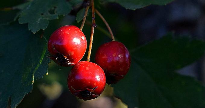 Hawthorn - glog sadje