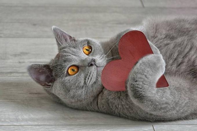 15 dejstev o mačkah, ki omogočajo še bolj ljubezen