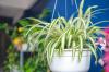7 sobnih rastlin za popolnoma čist zrak doma