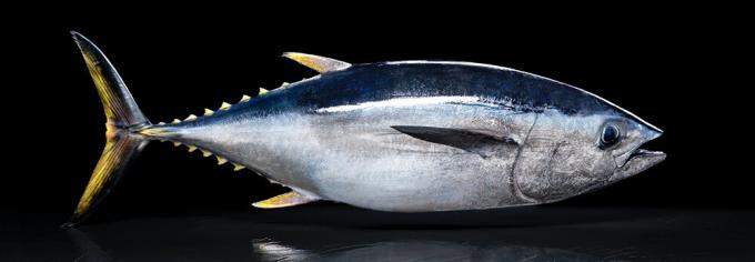 Pacific tuna - pacific tun