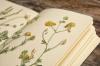 5 skrivnosti, kako zbrati poletni herbarij z otrokom